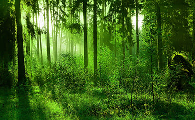 Naturelle Fleuressence